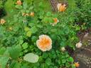Tea Clipper rose photo