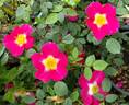Star Delight rose photo