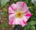Deanna Krause rose photo