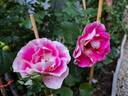 Bordure Vive ® rose photo