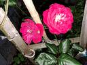 The Times rose photo