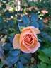 Auguste Escoffier ® rose photo