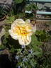 Feu Pernet-Ducher rose photo