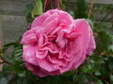 Wildberry rose photo