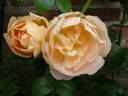 Coniston rose photo