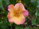 Bee Proud rose photo