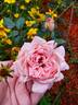 Sweet Eloise ™ rose photo