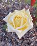 Northern Lights ® rose photo