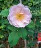 Fritz Nobis rose photo