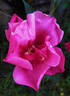 Five Yuan rose photo
