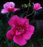 Five Yuan rose photo