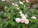 Clotilde Soupert (polyantha, Soupert rose photo