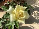 Madame Chiang Kai-shek rose photo