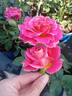 Anne McKinnon rose photo