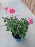 Anne McKinnon rose photo