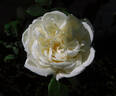 Gloire Lyonnaise rose photo