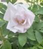 Mont Blanc rose photo