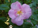 Jacky's Favorite rose photo