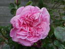 Wildberry rose photo