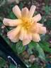 Amber Sun ® rose photo