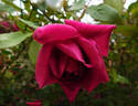 Lady Ann Kidwell rose photo