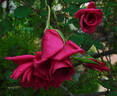 Lady Ann Kidwell rose photo