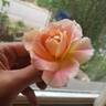 Talisman rose photo