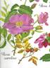 R. carolina rose photo