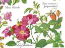 Lucy Bertram rose photo