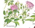 Tausendschön rose photo