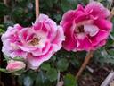 Bordure Vive ® rose photo
