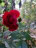 Mainaufeuer ® rose photo