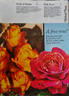 Battle of Britain rose photo