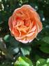 Auguste Escoffier ® rose photo