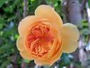 Carolyn Knight rose photo