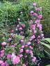 Queen of the Bourbons rose photo
