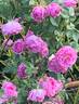 Queen of the Bourbons rose photo