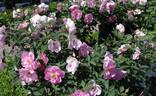 AUSoscar rose photo