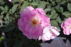 AUSoscar rose photo