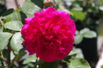 Tess of the d'Urbervilles rose photo