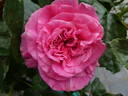 Wildberry rose photo