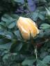 Hazeldean rose photo