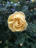 Hazeldean rose photo