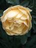Hazeldean rose photo