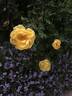 Hazeldean rose photo
