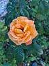 Louis de Funès ® rose photo