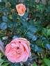 Auguste Escoffier ® rose photo
