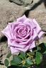 Mamy Blue ® rose photo