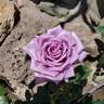 Mamy Blue ® rose photo
