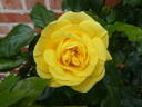 Emil Nolde rose photo